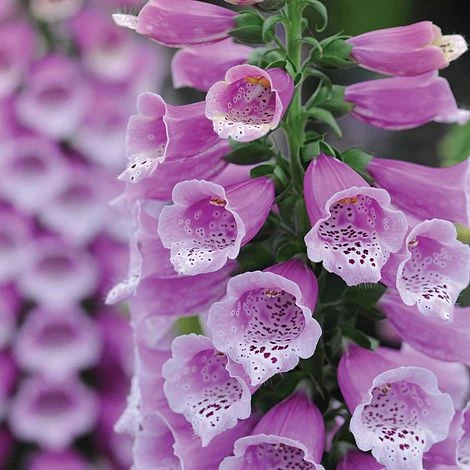 Foxglove 'Dalmation Purple' - Image 2