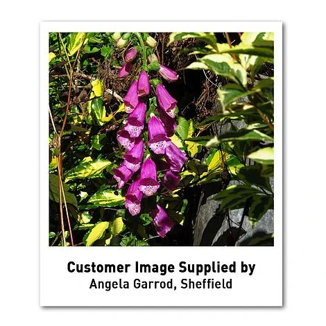 Foxglove 'Dalmation Purple' - Image 3