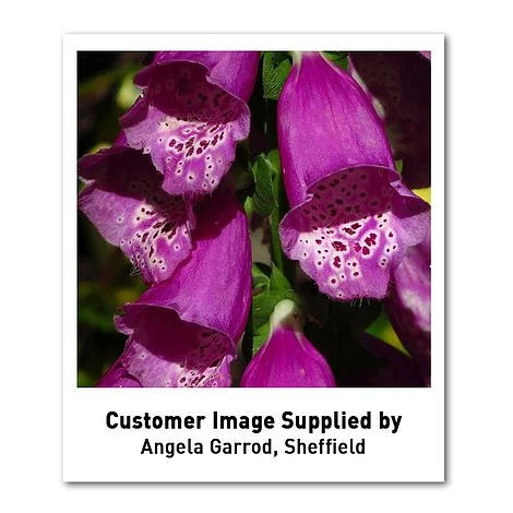 Foxglove 'Dalmation Purple' - Image 4