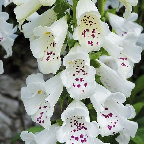 Foxglove 'Dalmation White' - Image 2
