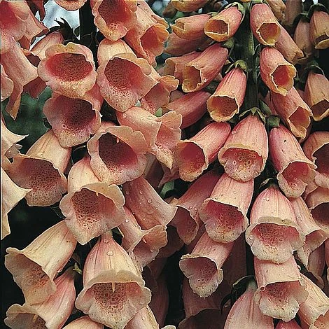 Foxglove 'Apricot'