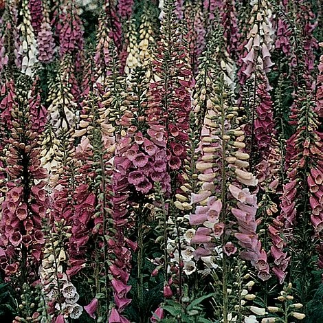 Foxglove 'Foxy'