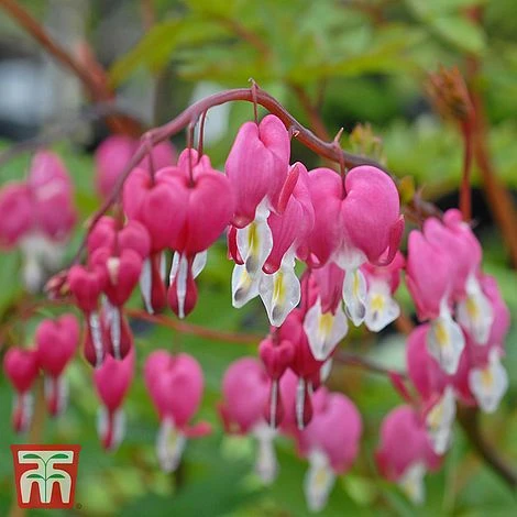 Dicentra Spectabilis - Image 2