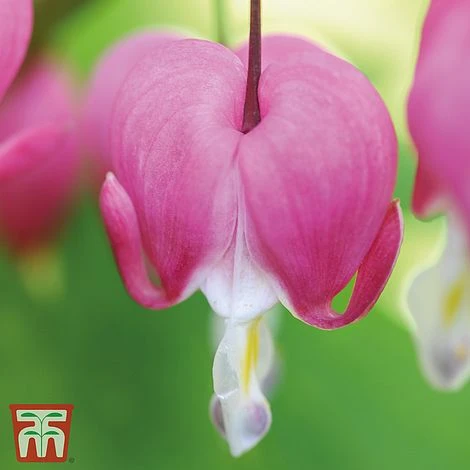 Dicentra Spectabilis - Image 5