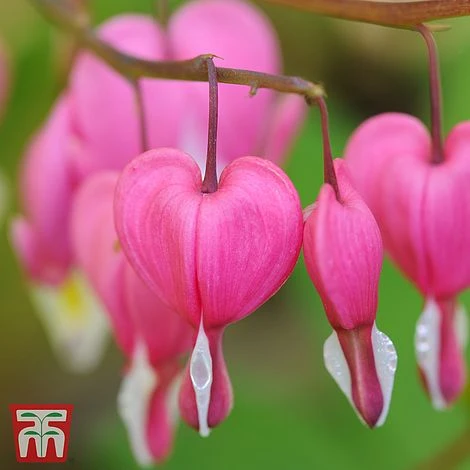 Dicentra Spectabilis - Image 4