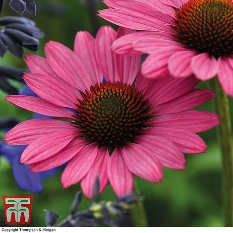 Echinacea Purpurea 'Magnus' - Image 2