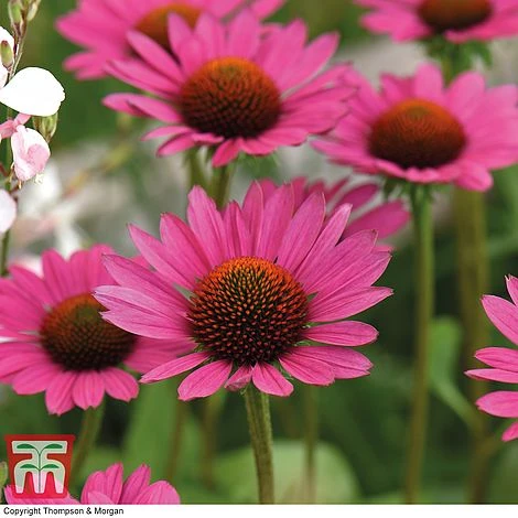 Echinacea Purpurea 'Magnus' - Image 3