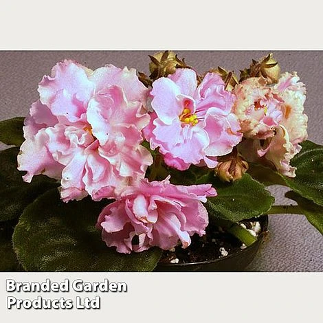 Saintpaulia 'Ek-Vrata Raia' - Image 2