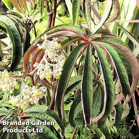 Begonia Luxurians - Image 3