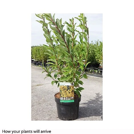 Forsythia X Intermedia 'Week-End' - Image 4