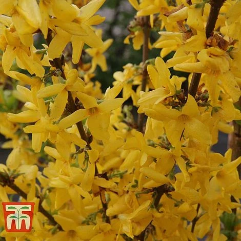 Forsythia X Intermedia 'Week-End' - Image 3