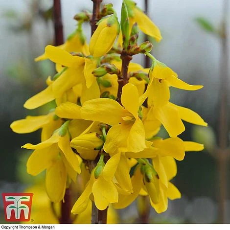 Forsythia X Intermedia 'Week-End' - Image 2