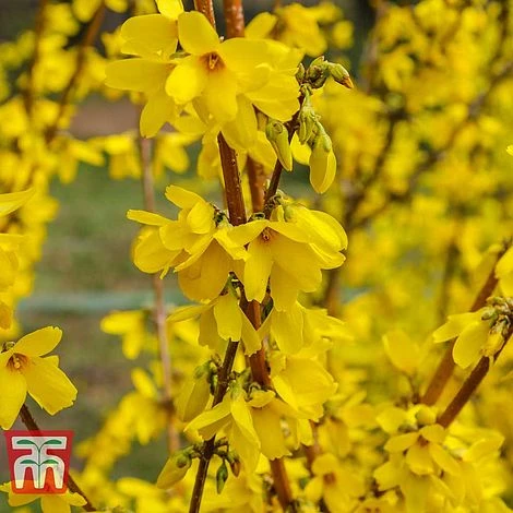Forsythia 'Maree D'Or'