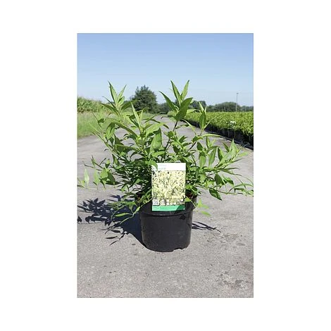 Forsythia 'Maree D'Or' - Image 2