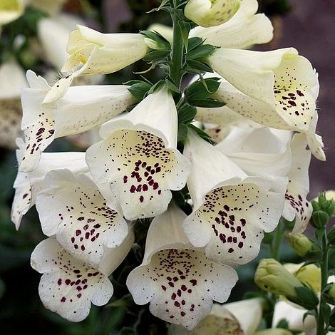 Foxglove 'Camelot Cream' - Image 5