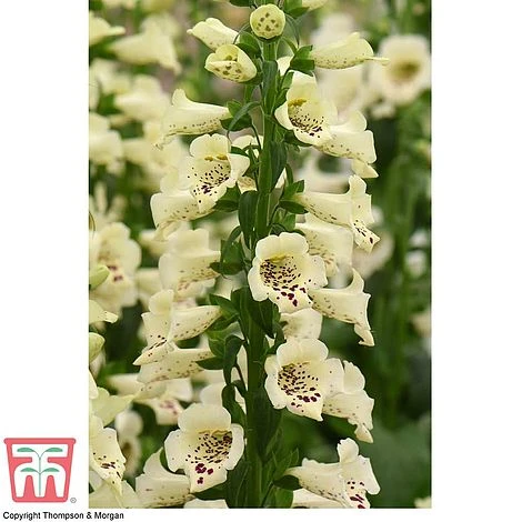 Foxglove 'Camelot Cream' - Image 3