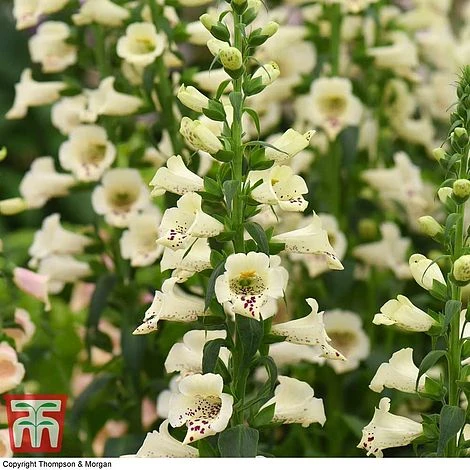 Foxglove 'Camelot Cream' - Image 2
