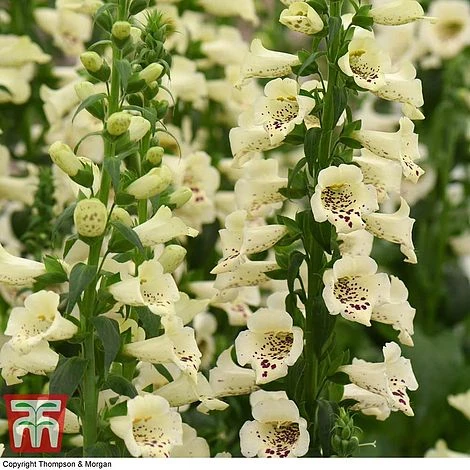 Foxglove 'Camelot Cream' - Image 4
