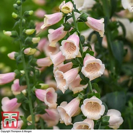 Foxglove 'Dalmatian Peach' - Image 2