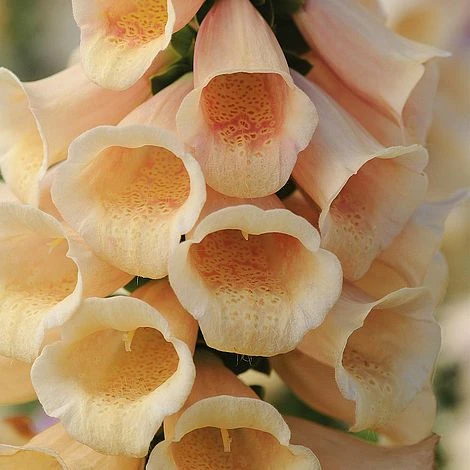 Foxglove 'Dalmatian Peach' - Image 5