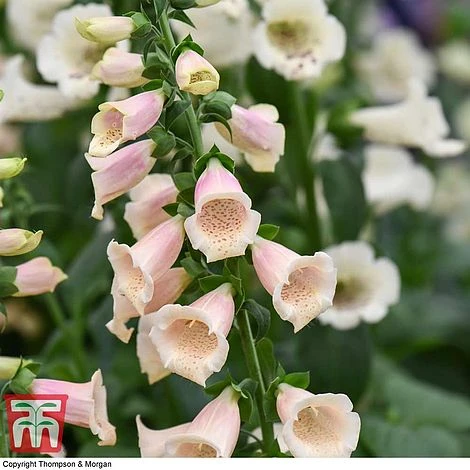 Foxglove 'Dalmatian Peach' - Image 3