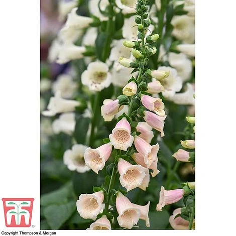 Foxglove 'Dalmatian Peach' - Image 4