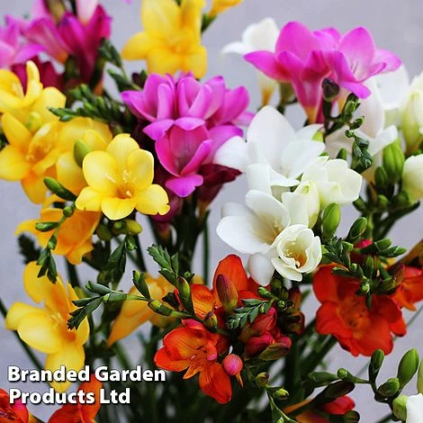 Summer Colour Bundle - Image 4