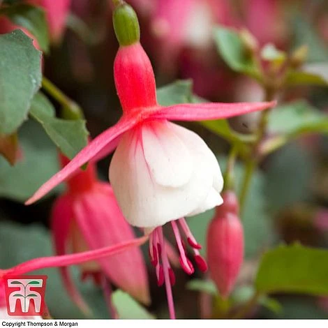 Fuchsia 'Alice Hoffman' (Hardy) - Image 2