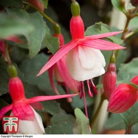 Fuchsia 'Alice Hoffman' (Hardy) - Image 3
