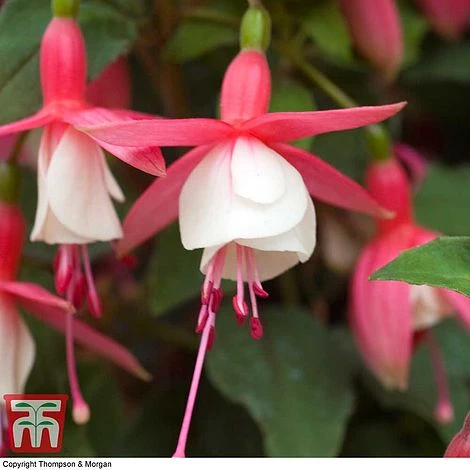 Fuchsia 'Alice Hoffman' (Hardy) - Image 4