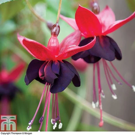 Fuchsia 'Lady In Black' - Image 2