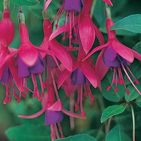 Fuchsia 'Tom Thumb' (Hardy) - Image 6