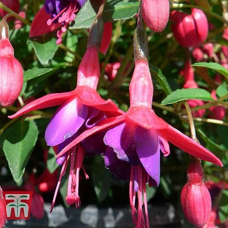 Fuchsia 'Tom Thumb' (Hardy) - Image 4