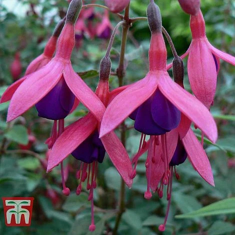 Fuchsia 'Tom Thumb' (Hardy) - Image 2