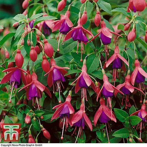 Fuchsia 'Tom Thumb' (Hardy) - Image 5