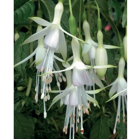 Fuchsia 'Hawkshead' (Hardy) - Image 2