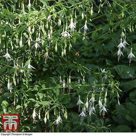 Fuchsia 'Hawkshead' (Hardy) - Image 4