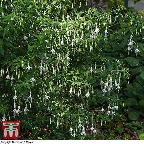Fuchsia 'Hawkshead' (Hardy) - Image 5