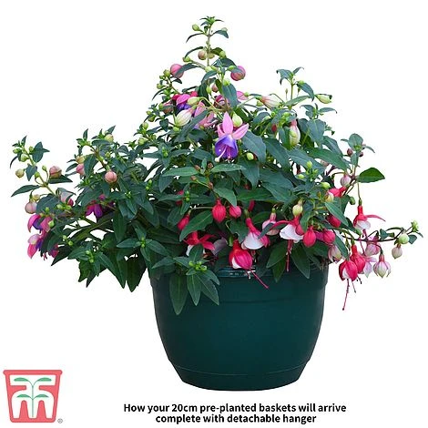 Fuchsia Trailing Pre-Planted Basket - Image 4