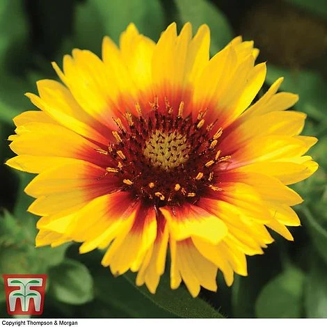 Gaillardia Aristata 'Arizona Sun' - Image 2