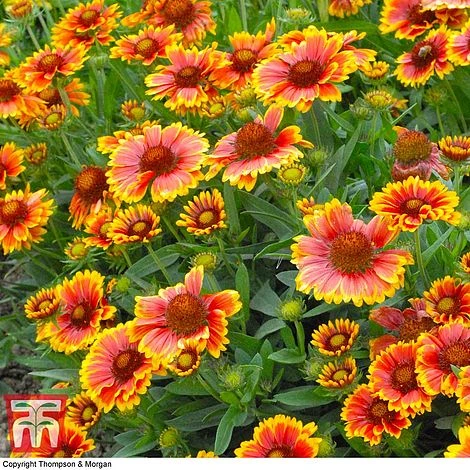 Gaillardia Aristata 'Arizona Sun' - Image 3
