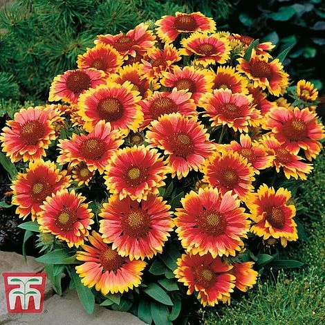 Gaillardia Aristata 'Arizona Sun' - Image 6