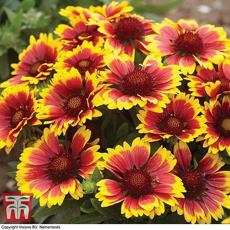 Gaillardia Aristata 'Arizona Sun' - Image 4