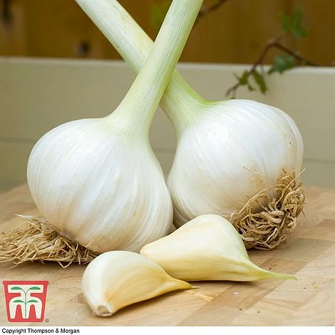 Elephant Garlic (Spring/Autumn Planting) - Image 2