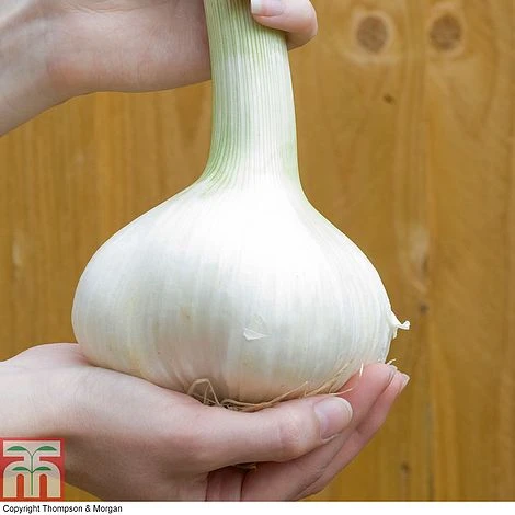 Elephant Garlic (Spring/Autumn Planting)