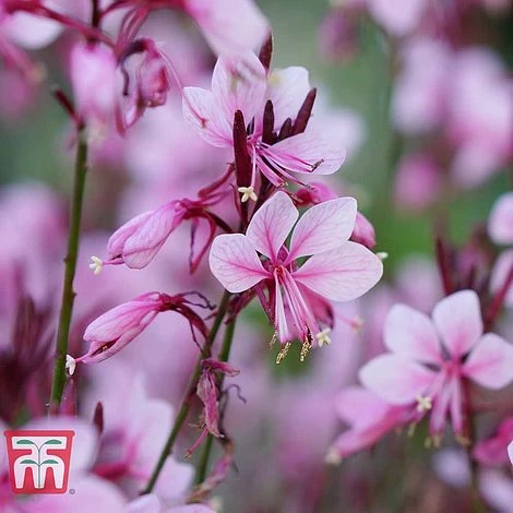 Gaura 'Baby Butterfly Dark Pink' - Image 2