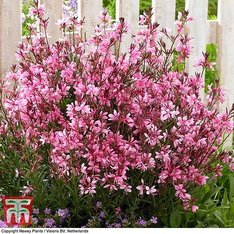 Gaura 'Baby Butterfly Dark Pink' - Image 3