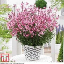 Gaura 'Baby Butterfly Dark Pink'