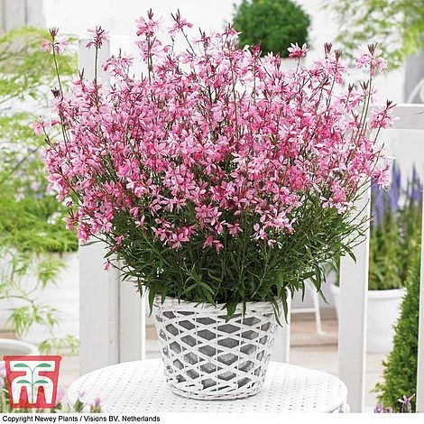Gaura 'Baby Butterfly Dark Pink'