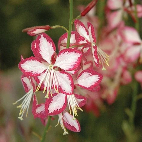 Gaura Lindheimeri 'Rosyjane' - Image 2